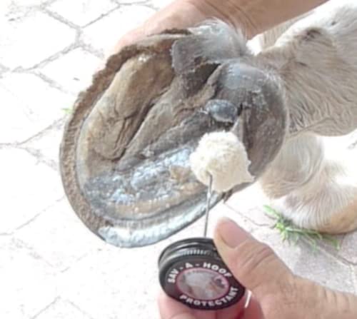 SAV-A-HOOF Pet Supplies in One Size