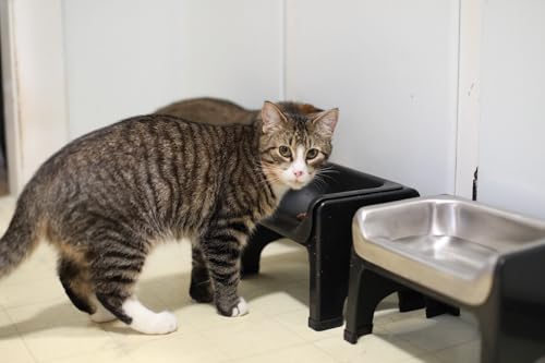 Fluff Trough Pet Feeder in Gray