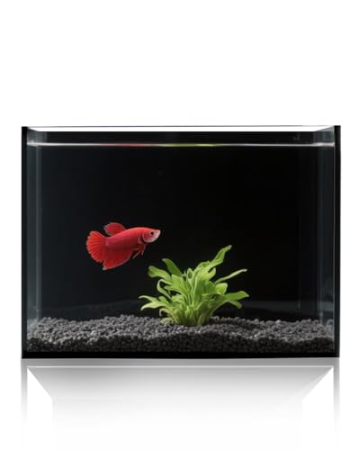 minilake Vivarium in 3 Gallon, Black