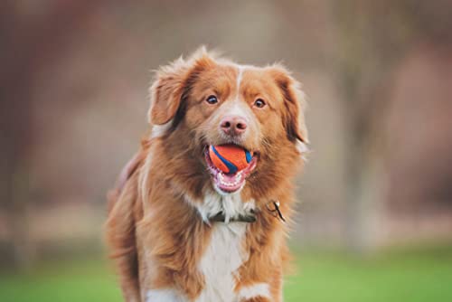 Chuckit! Pet Toy in Medium, Ultra
