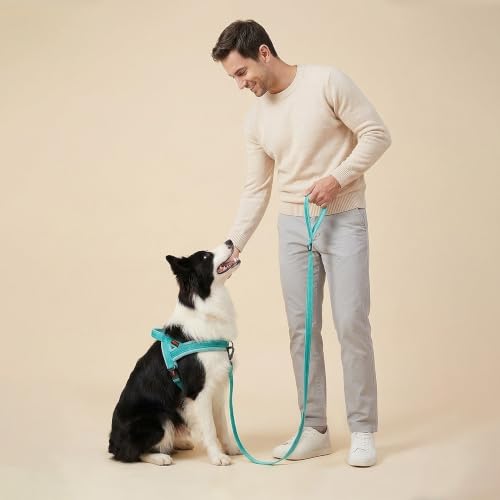 Didog Leash in 3/4''x 6 FT, Teal