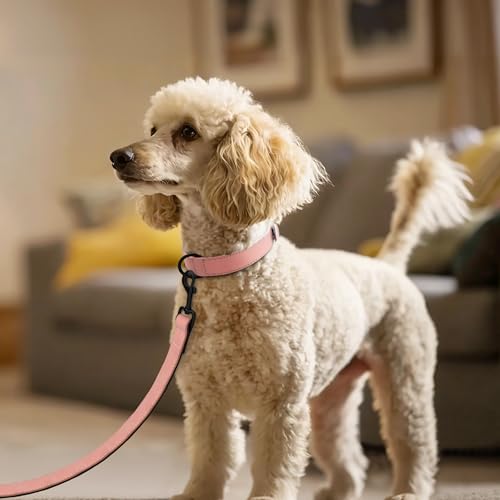 Didog Animal Collar in M: Fit Neck 11-14"(10-20 lbs), Pink