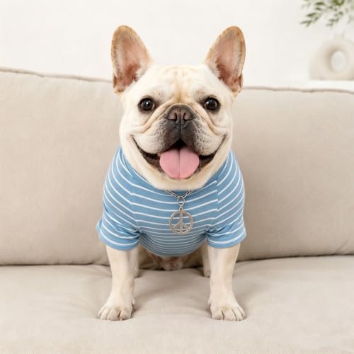 Wiz BBQT Pet Apparel in Pet XS - Chest 11.8", Blue