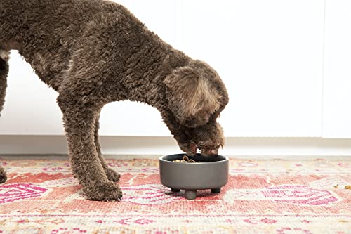 Waggo Pet Feeder in Small, Black