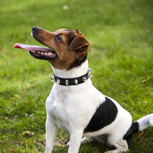 WeimoMonkey Animal Collar in X-Small(Neck7.5-10"), 40 Black