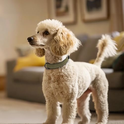 Didog Animal Collar in M: Fit Neck 11-14"(10-20 lbs), Dark Green