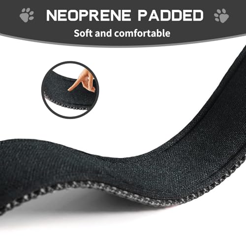 kazazoo Leash in M, collar