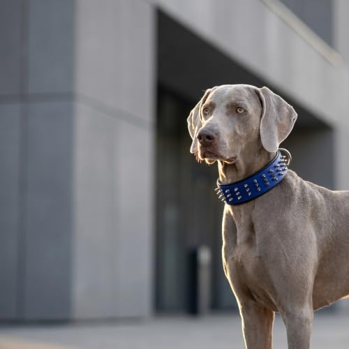 Molteriqo Animal Collar in XL-neck 49-57cm, Blue