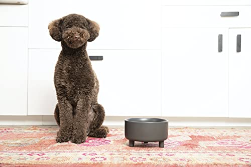 Waggo Pet Feeder in Small, Black