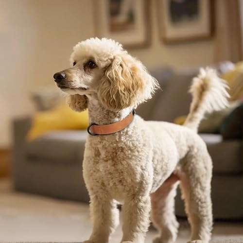 Didog Animal Collar in M: Fit Neck 11-14"(10-20 lbs), Light Brown