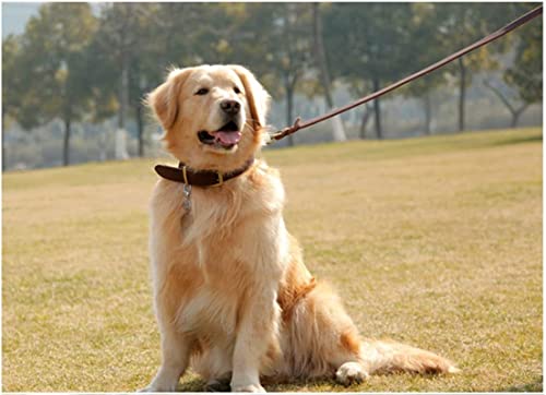 Guiding Star Leash in X-Small, Brown