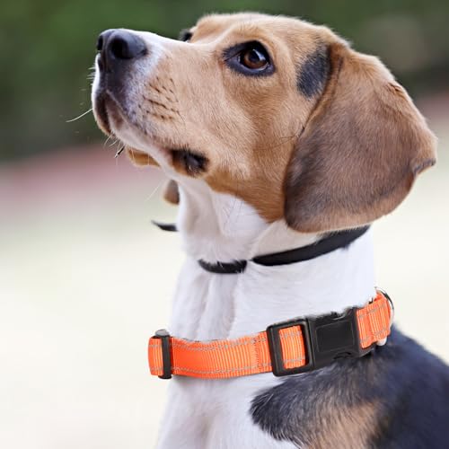GDLKPS Animal Collar in XS:3/4" Wide for 11.5"-13.5" Neck, Orange