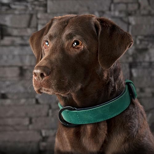 Didog Animal Collar in L: Fit Neck 14-18"(22-44 lbs), Green