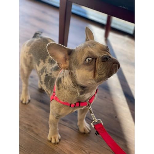Softouch Animal Harness in L, Red