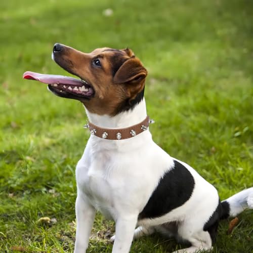WeimoMonkey Animal Collar in X-Small(Neck7.5-10"), 40 Brown
