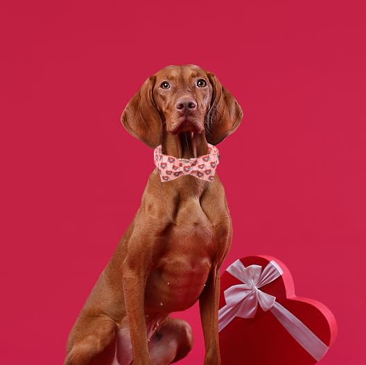 Unique style paws Animal Collar in XS, heart-bow