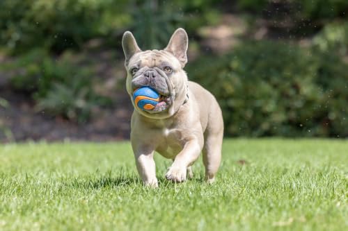 Chuckit! Pet Toy in Medium, Squeaker