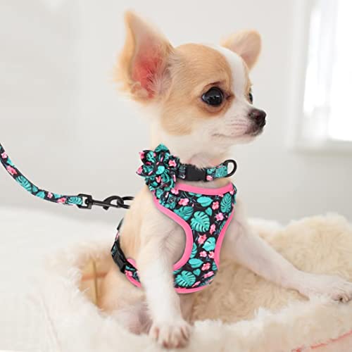Beirui Animal Harness in XXS:Fit 2-6 lbs, Blue