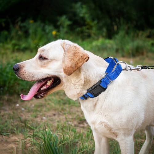 GDLKPS Animal Collar in XS:3/4" Wide for 11.5"-13.5" Neck, Blue