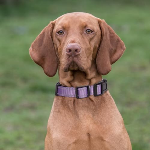 GDLKPS Animal Collar in S:1"Wind for 12.5"-15.5"Neck, Lavender
