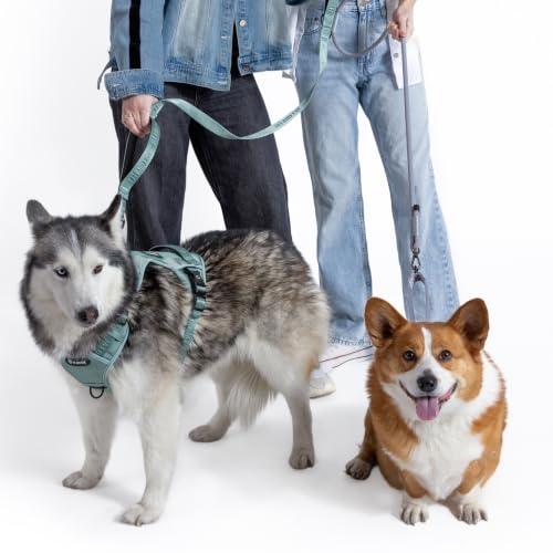 Fei and Eve Leash in 4FT, Glacier Green