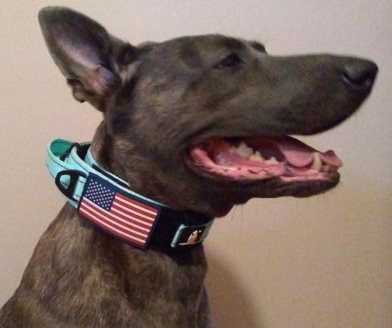DEZIZEUSK9 Animal Collar in 16-25 INCH, MINTGREEN-COBVEL2