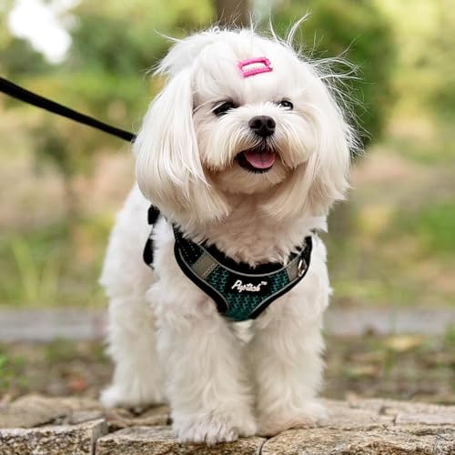 PUPTECK Animal Harness in S (13-17lbs, Chest 15"-18"), #1 Blue(Breathable Mesh)