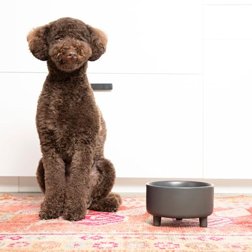Waggo Pet Feeder in Medium, Olive
