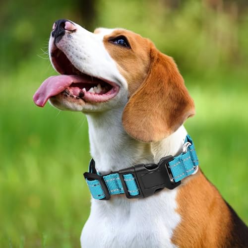 GDLKPS Animal Collar in XS:3/4" Wide for 11.5"-13.5" Neck, Azure Blue