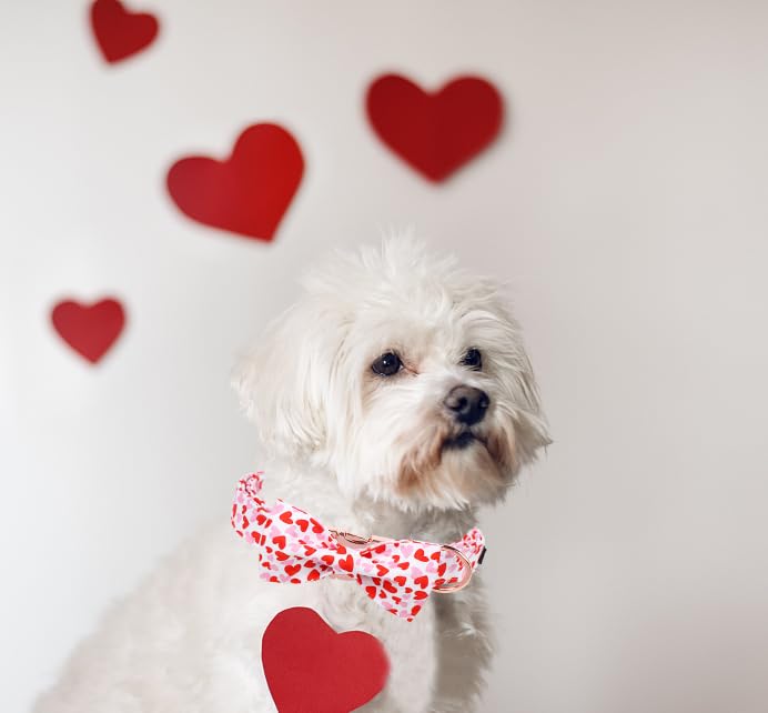 Unique style paws Animal Collar in S, heart-bow