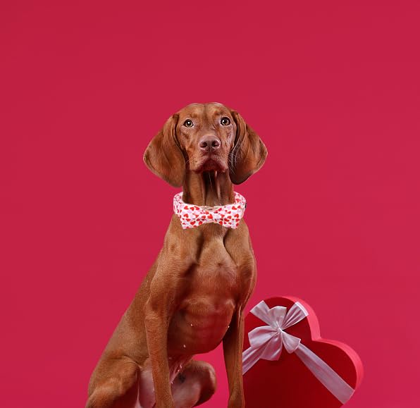 Unique style paws Animal Collar in S, heart-bow