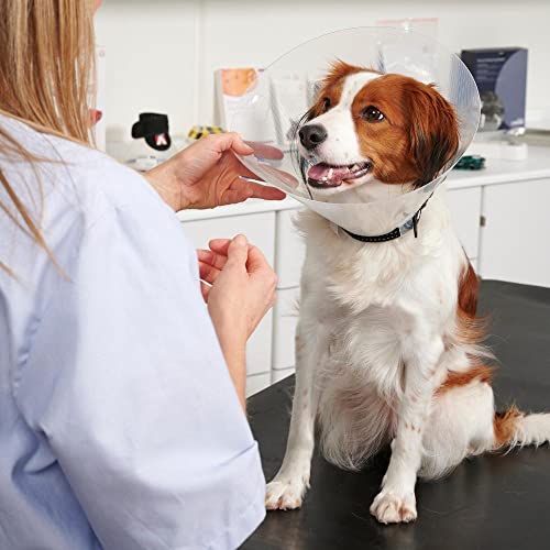 Buster Animal Recovery Collar Cone in 30cm