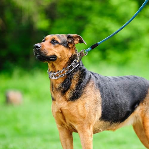 Aheasoun Animal Collar in M, 3mm,19.6-In, with Buckle