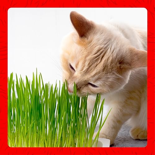Miracle Care Plant Seed in 5.25 Ounce (Pack of 1), Green