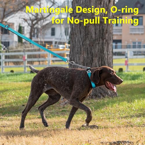 PLUTUS PET Animal Collar in Medium, Cyan