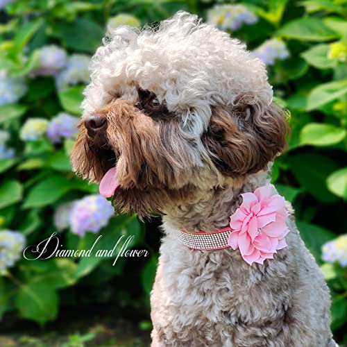 PET ARTIST Animal Collar in S:Neck 10-12"(7-15 lbs), Black