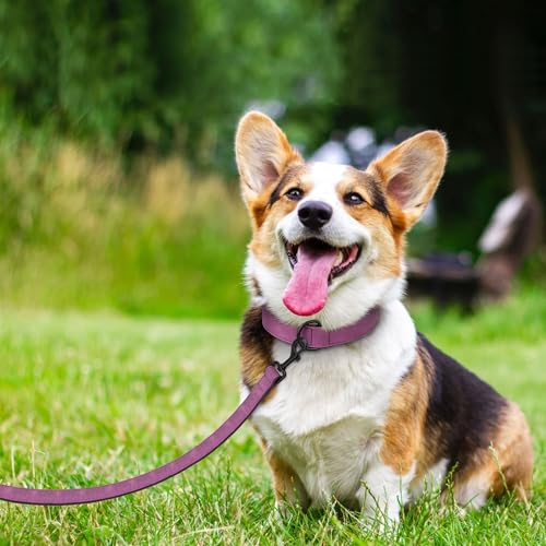 Didog Animal Collar in M: Fit Neck 11-14"(10-20 lbs), Purple Set