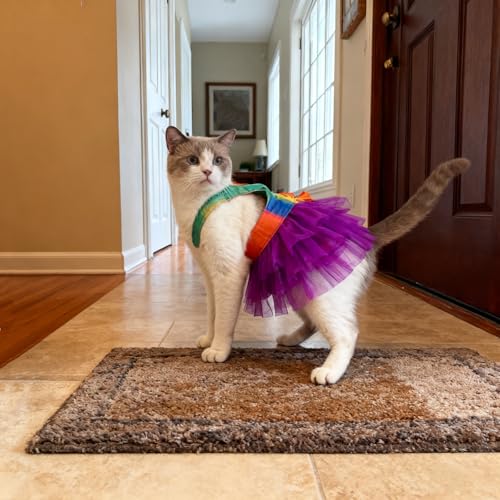 apott Pet Apparel in Small, Colorful