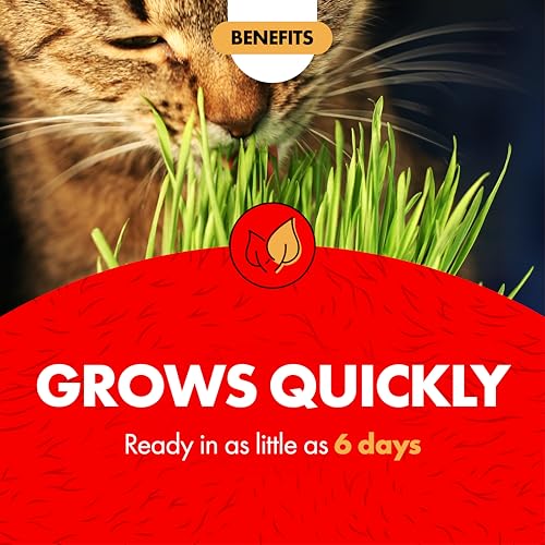 Miracle Care Plant Seed in 5.25 Ounce (Pack of 1), Green
