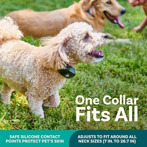 PetCove Animal Collar in 2 Collar Gray & Teal, Gray & Teal