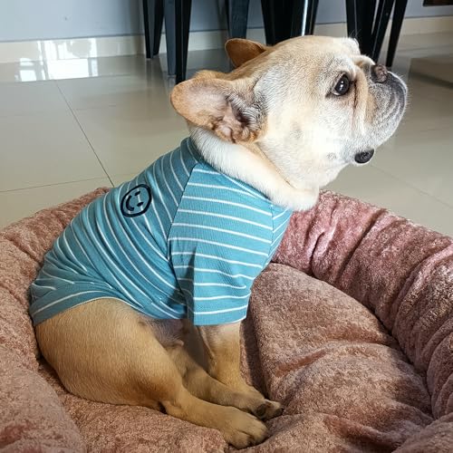 Wiz BBQT Pet Apparel in Pet XL - Chest 19.7", Blue