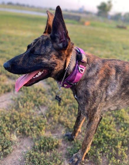 DEZIZEUSK9 Animal Collar in 16-25 INCH, PURPLE-COBVEL2