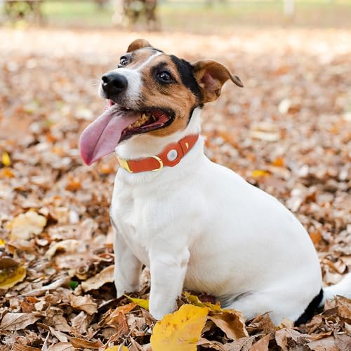 BUDKAS Animal Collar in S, 12"-15" Neck Fit, Orange