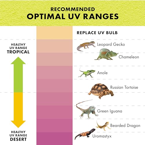 Zilla Animal Shelter in Medium, Tan