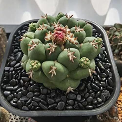 HappyFiller Outdoor Living in 1-3 cm, Black