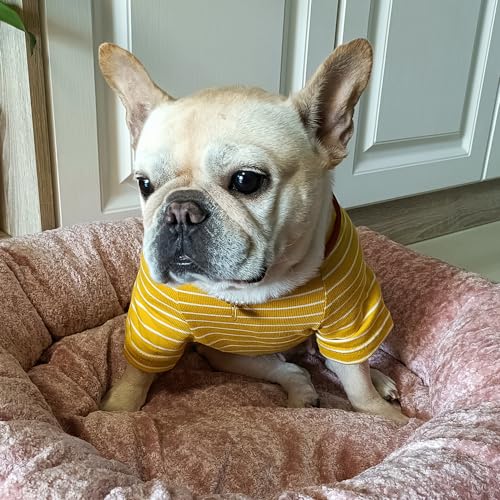 Wiz BBQT Pet Apparel in Pet 3XL - Chest 22.8", Yellow