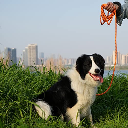 NTR Leash in 15ft*3/8", Orange