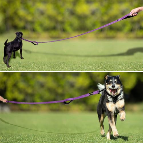 PLUTUS PET Leash in 6 FT, Purple