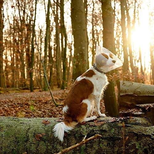 Buster Animal Recovery Collar Cone in 30cm