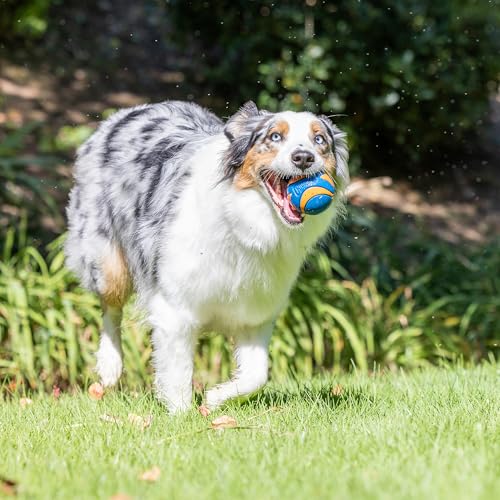 Chuckit! Pet Toy in Medium, Multi